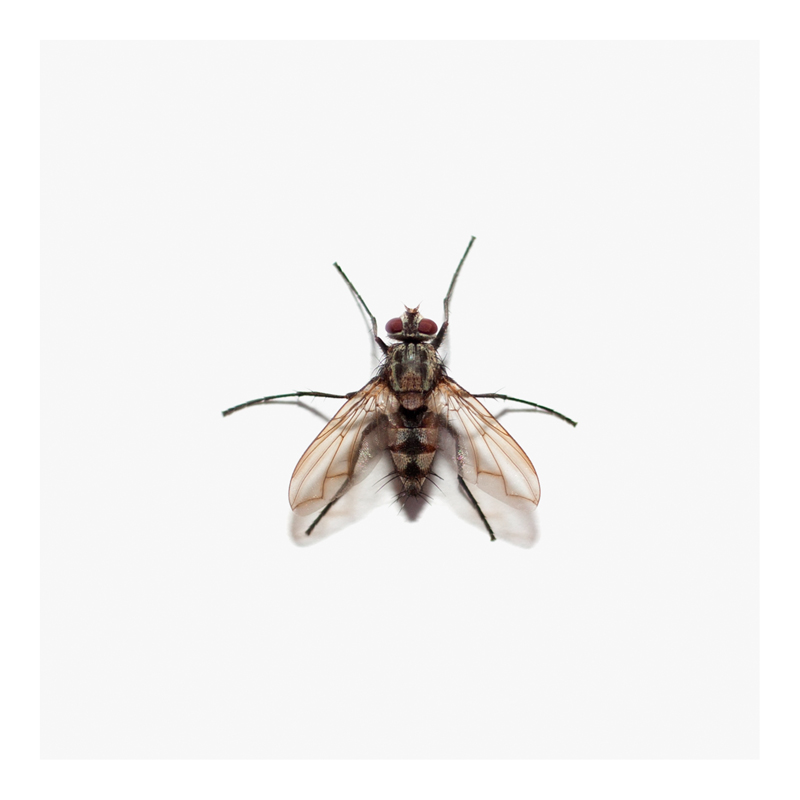 Photograph of a Real Fly