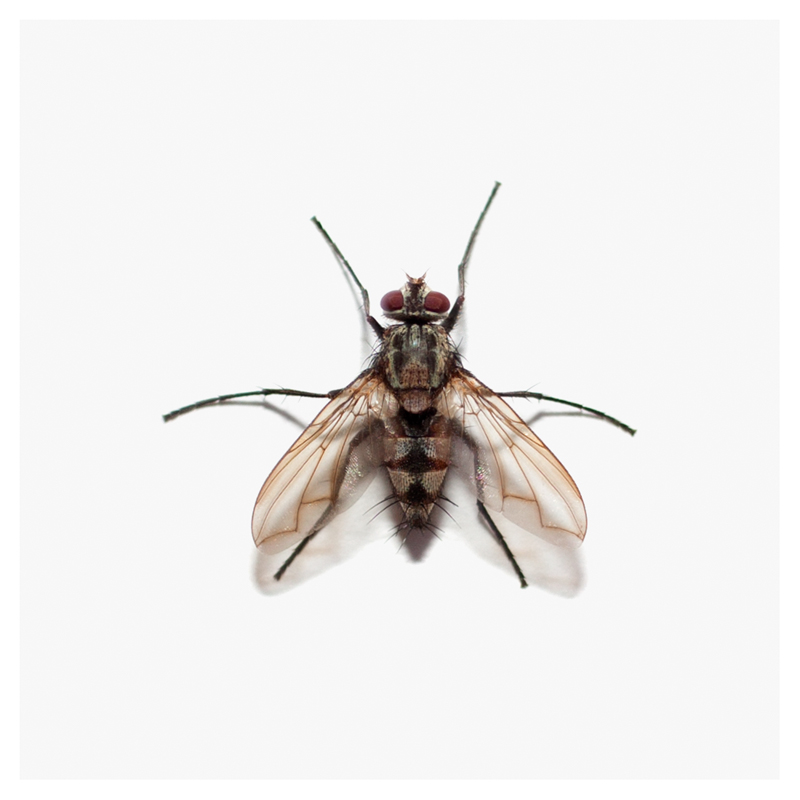 Photograph of a Real Fly